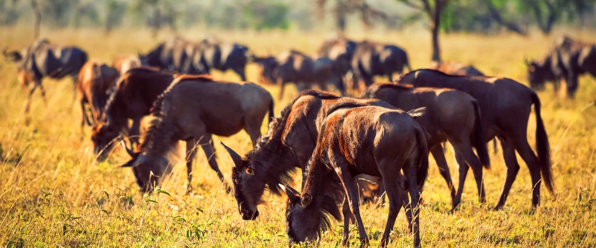 Vast herds of wildebeest and zebra spread across open grassland