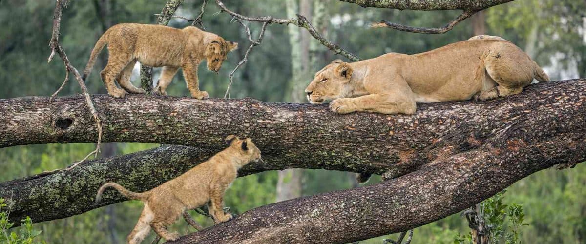 Lions resting in long golden grass