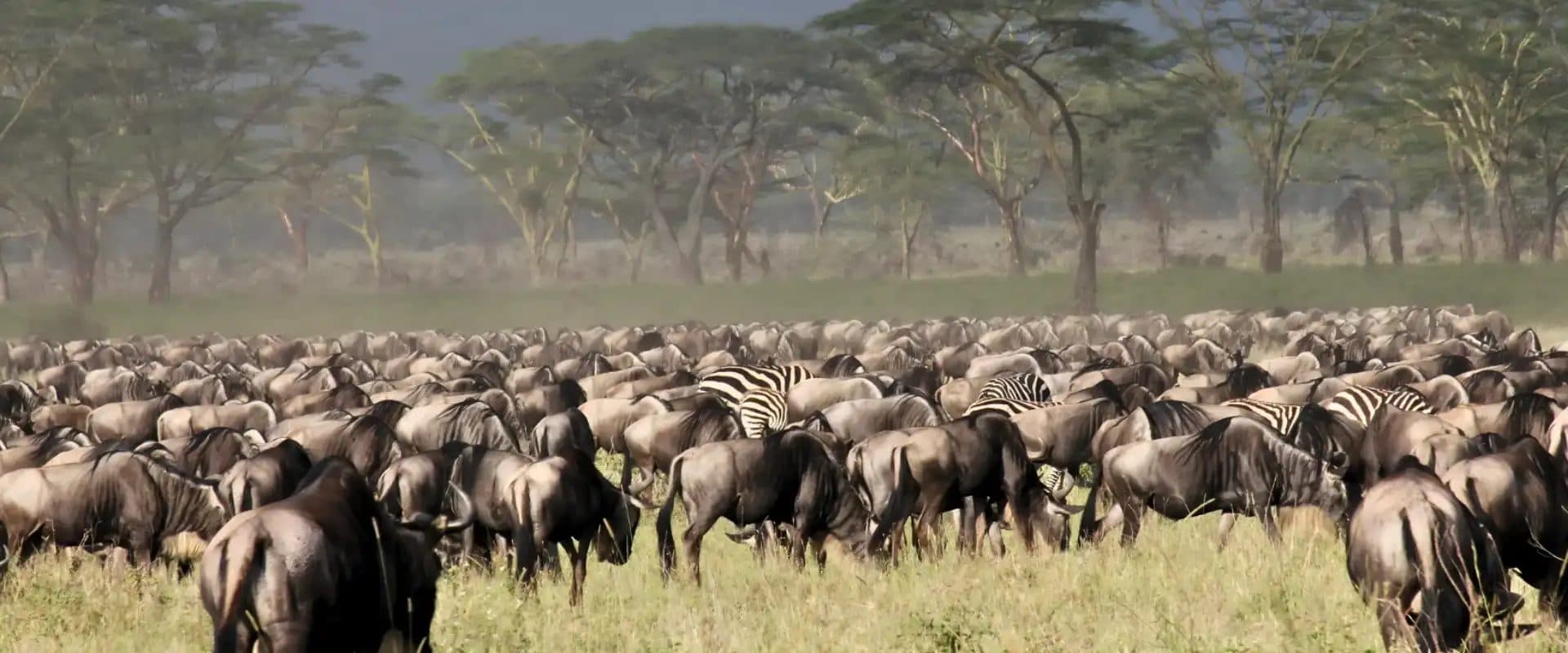 Vast herds of wildebeest and zebra spread across open grassland