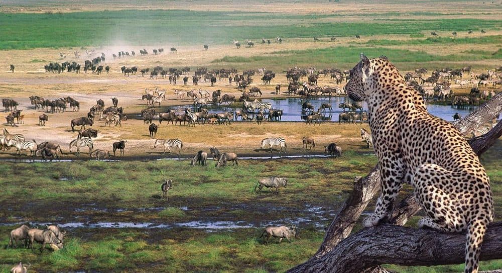 A leopard stretched along a thick tree branch