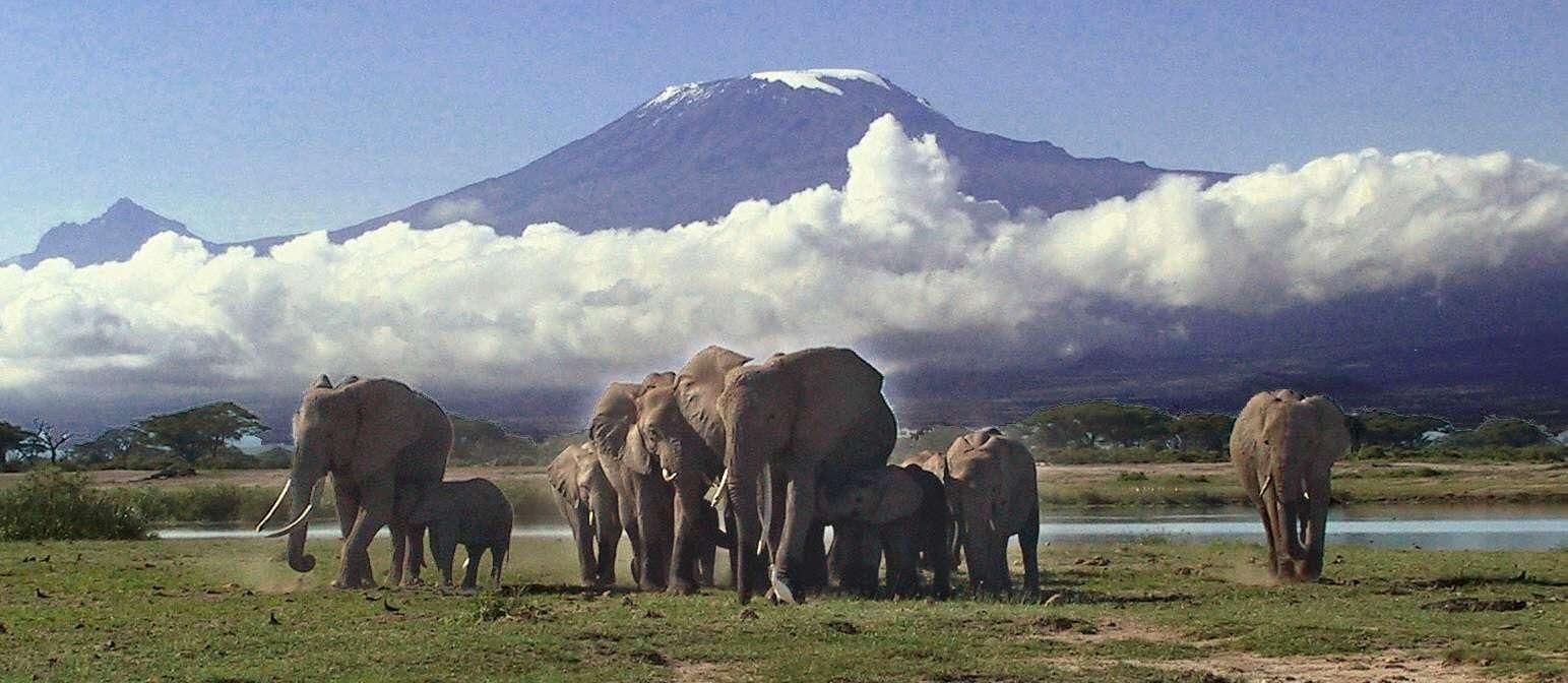 An elephant herd crossing open plains beneath the snow-capped peak of Mount Kilimanjaro