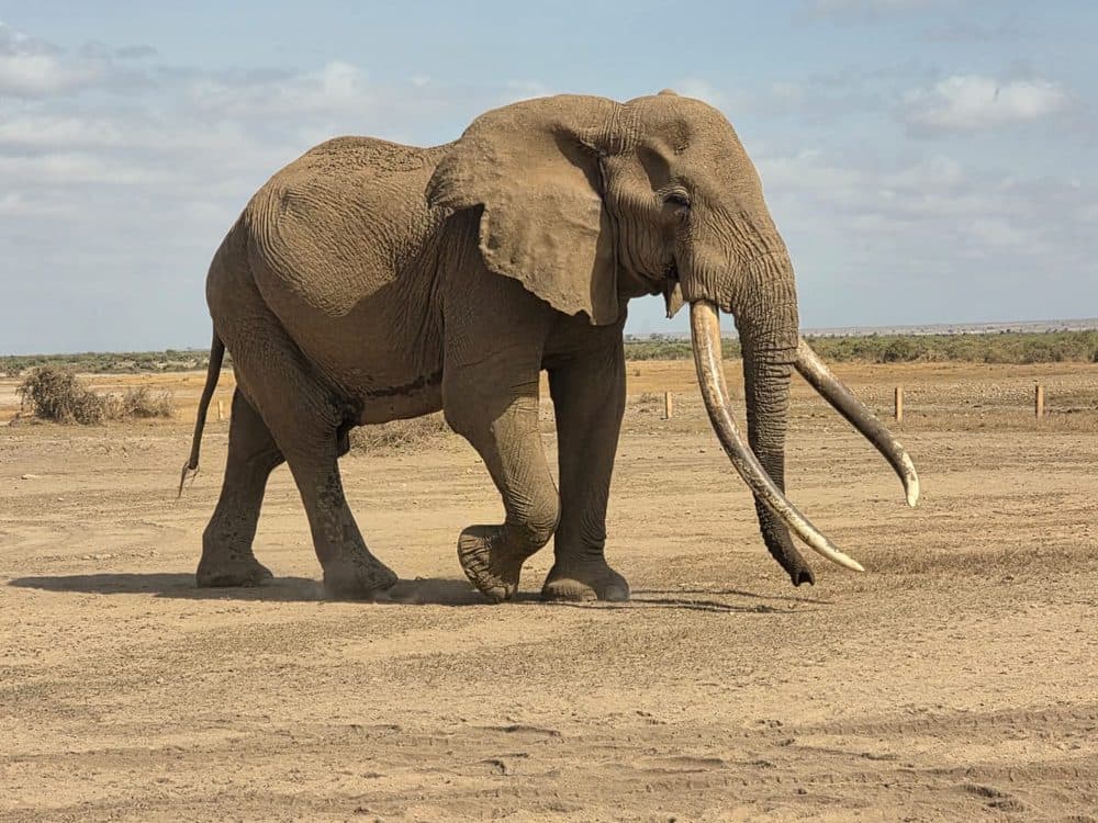 An elephant herd moving across open savannah