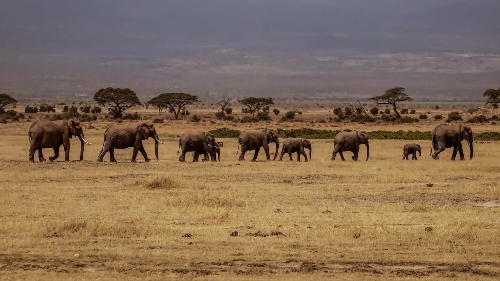 An elephant herd crossing open plains beneath the snow-capped peak of Mount Kilimanjaro
