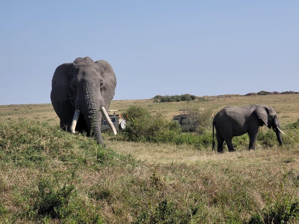 An elephant herd moving across open savannah