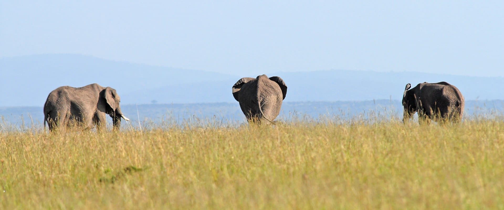 Wildlife spread across the dry open flats of Amboseli, with dust rising in the heat
