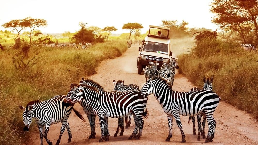 Zebras grazing on open grassland