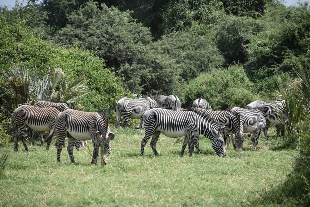 Zebras grazing on open grassland