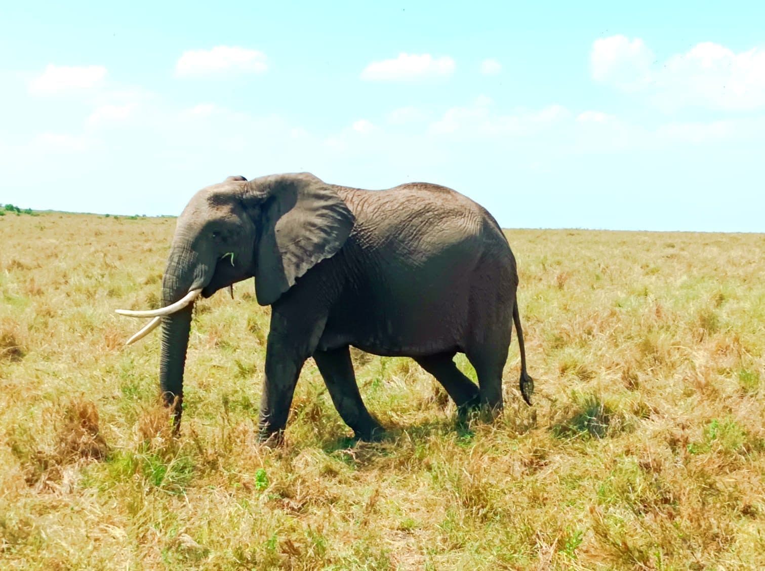 An elephant herd moving across open savannah