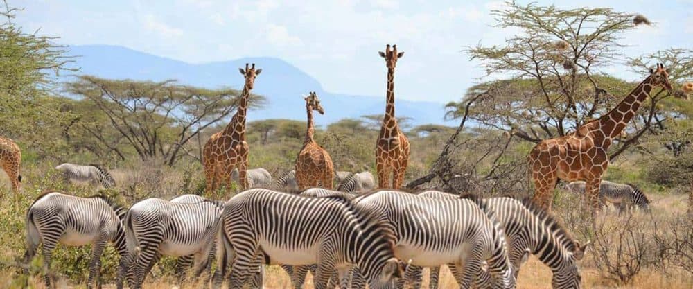 Reticulated giraffes, with their sharply defined chestnut markings, in the dry country of Samburu