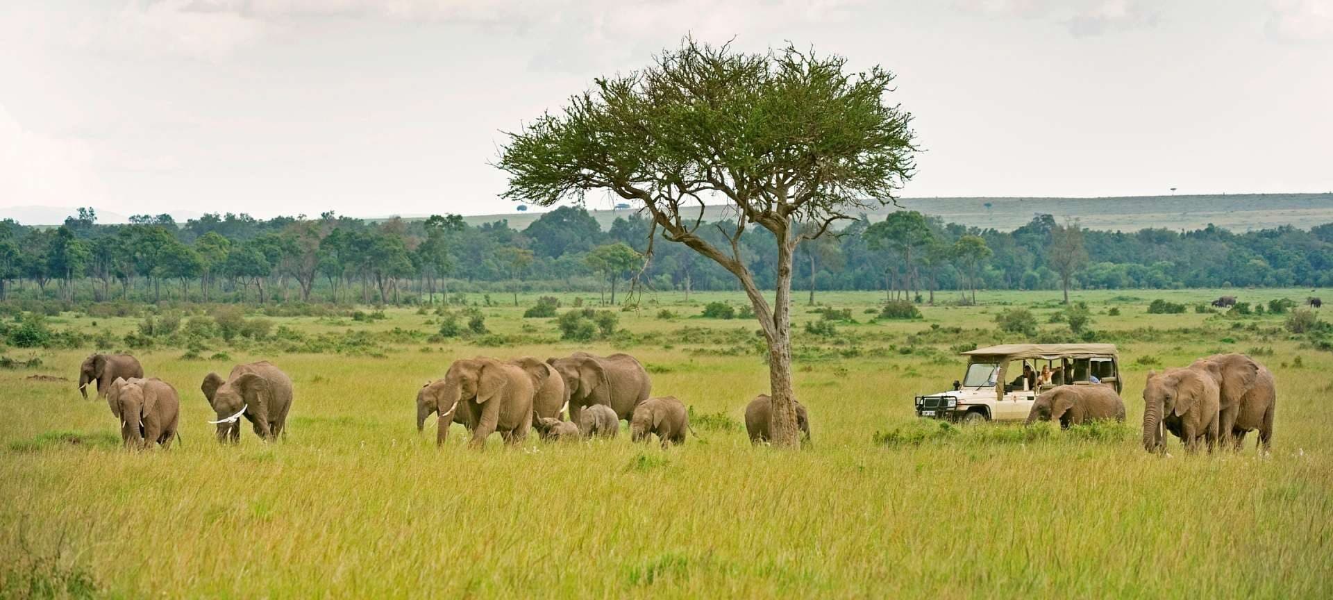 An elephant herd moving across open savannah
