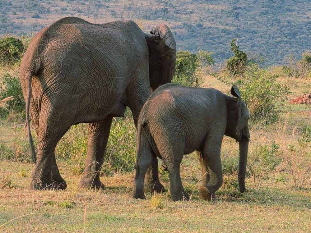 An elephant herd moving across open savannah