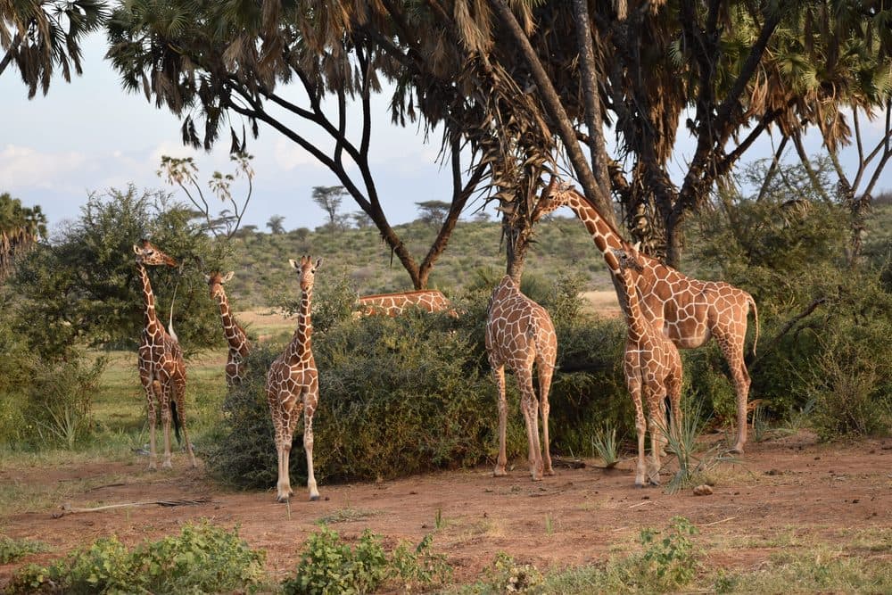 Giraffes browsing among acacia trees