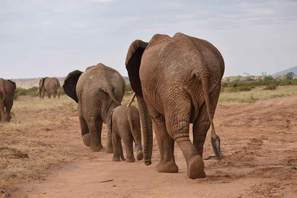 An elephant herd moving across open savannah