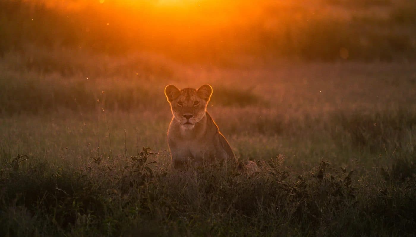 Lions resting in long golden grass