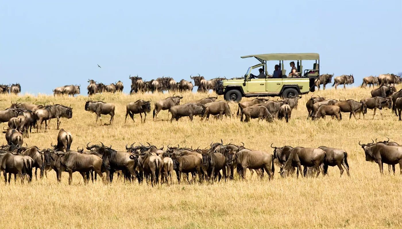 Vast herds of wildebeest and zebra spread across open grassland