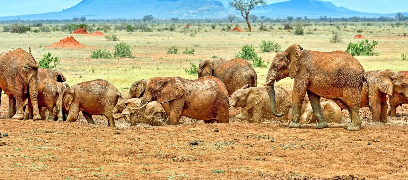 An elephant herd moving across open savannah