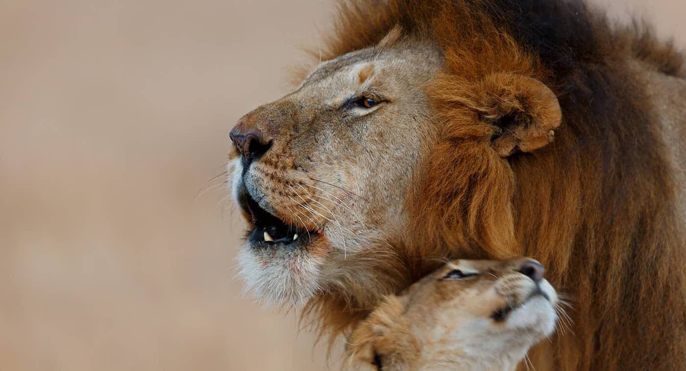 Lions resting in long golden grass